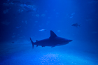 Grey reef shark. Oceanografic, Valencia