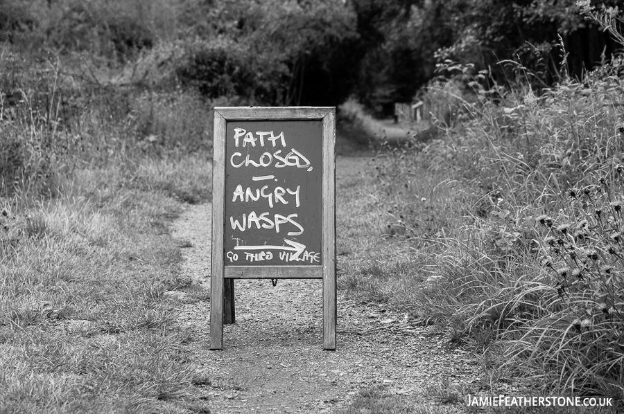 Angry Wasps. Goathland, North Yorkshire