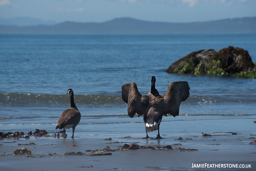 Canada Geese. Ogden Point, Victoria, BC