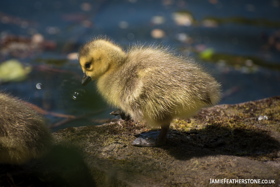Canada Goose Gosling. 