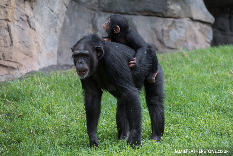 Chimpanzees. Valencia Bioparc