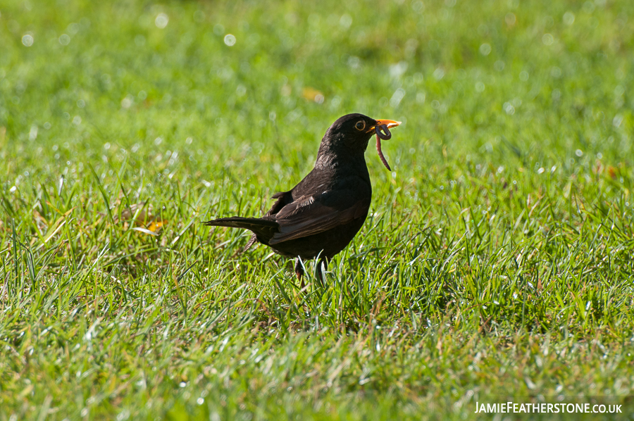 The Early Bird. Hawkshead, Cumbria