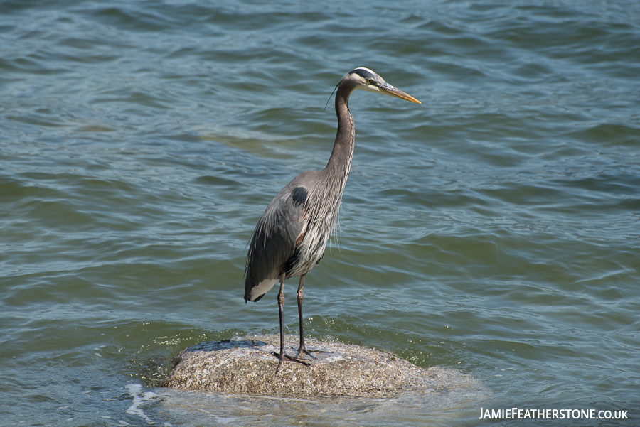 Great Blue Heron. Stanley Park