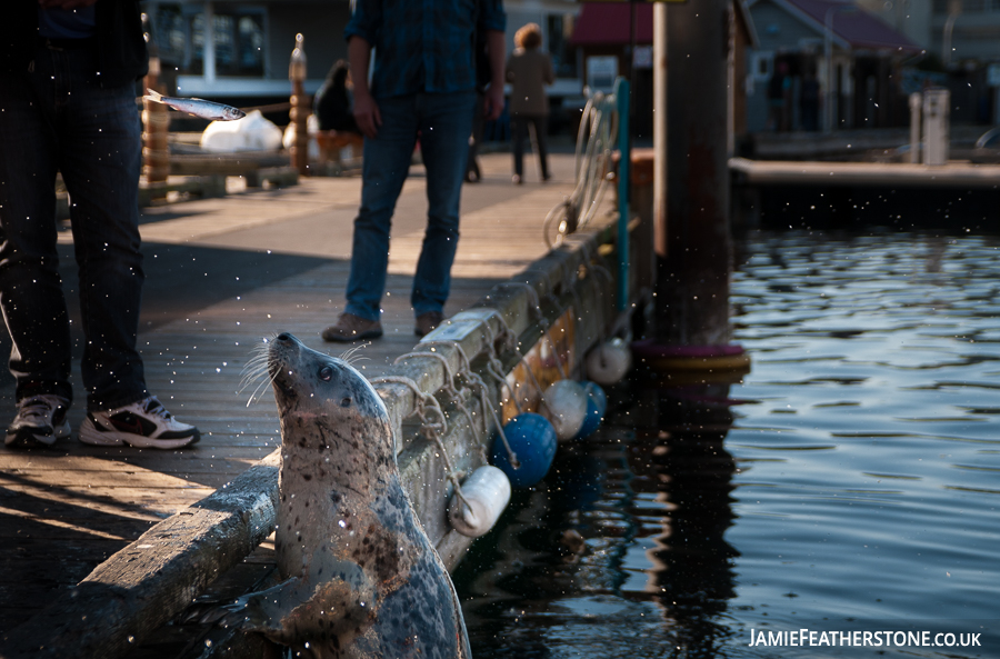 Harbour Seal. Victoria, British Columbia