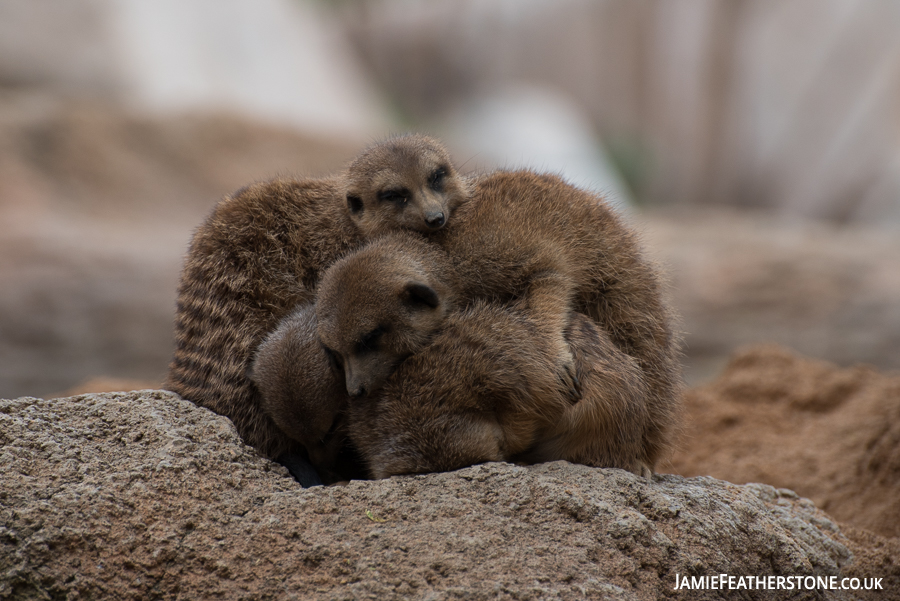 Meercats. Valencia Bioparc