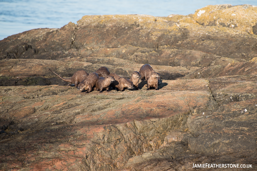Otter Family. Victoria, British Columbia