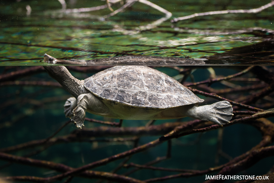 Painted Batagur Turtle. 