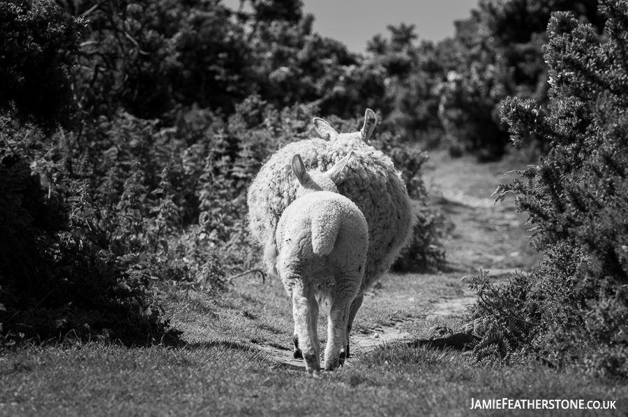 Sheep on the Little Orme. Llandudno