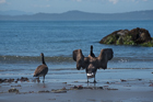 Canada Geese
