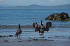 Canada Geese. Ogden Point, Victoria