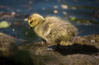 Canada Goose Gosling