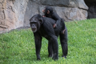 Chimpanzees. Valencia Bioparc