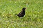 The Early Bird. Hawkshead, Cumbria