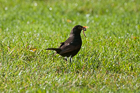 The Early Bird
