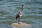 Great Blue Heron. Stanley Park