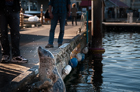 Harbour Seal. Victoria