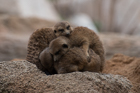 Meercats. Valencia Bioparc