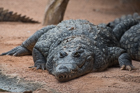 Nile Crocodile. Valencia Bioparc