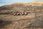 Otter Family. Victoria