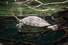 Painted Batagur Turtle