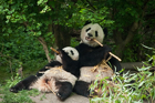 Pandas. Schonbrunn Tiergarten. Vienna