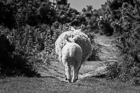 Sheep on the Little Orme