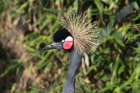 West African Crowned Crane. Chester Zoo