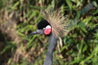 West African Crowned Crane
