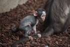 White naped mangabey. Valencia Bioparc