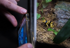 Yellow Banded Poison Dart Frog