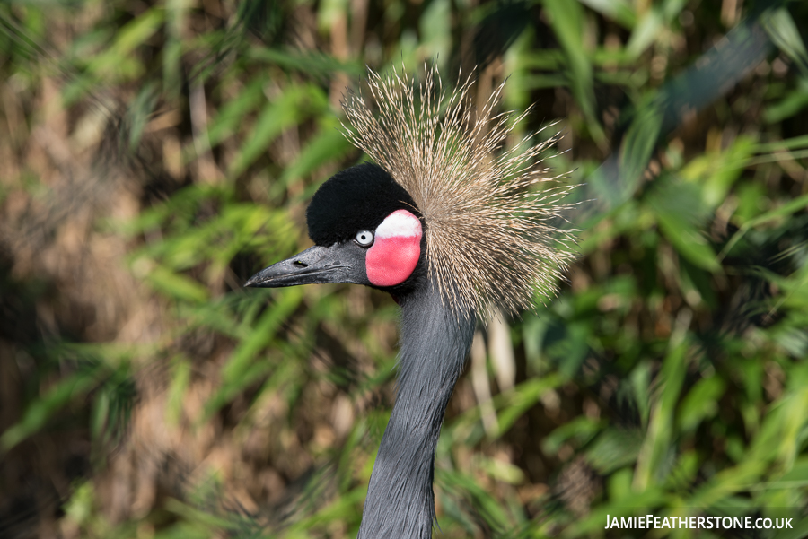 West African Crowned Crane. Chester Zoo