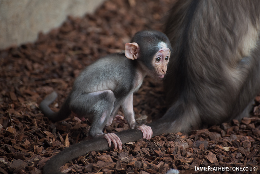 White naped mangabey. Valencia Bioparc