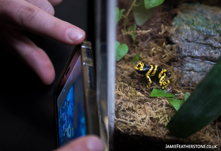 Yellow Banded Poison Dart Frog. Lisbon